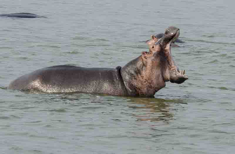 89 - Hipopotamo con boca abierta - parque nacional Queen Elizabeth - Uganda